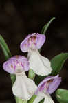 Showy orchis <BR>Showy orchid